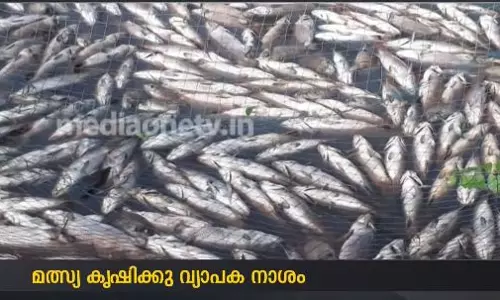ശക്തമായ മഴ; കൂടുമത്സ്യകൃഷിയില്‍ വ്യാപക നാശം