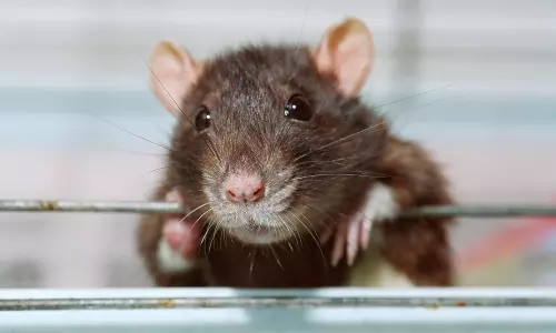 തിരുവനന്തപുരത്ത് എലിപ്പനി സ്ഥിരീകരിച്ചു