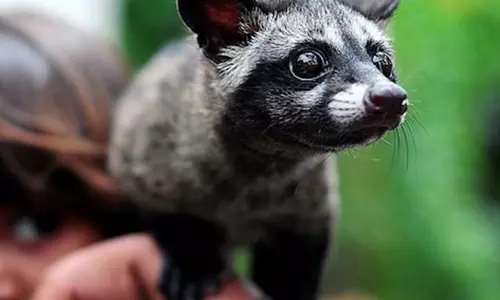 കൊടുവള്ളിയില്‍ നാട്ടുകാര്‍ക്ക് കൗതുകമായി നടുറോഡില്‍ മെരു