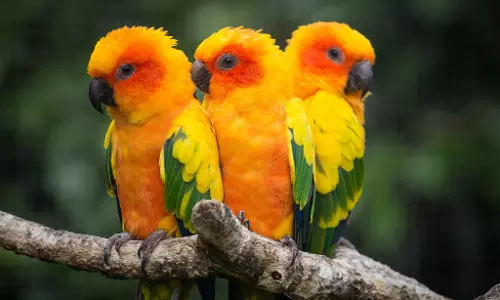 ഗൾഫിൽ സ്​കൂളുകൾ അടച്ചതോടെ ഓമനപ്പക്ഷികളെ സ്വന്തമാക്കാനുള്ള താൽപര്യവുമായി കുരുന്നുകൾ