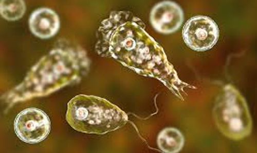 അമീബിക് മസ്തിഷ്ക ജ്വരത്തെ ഗൌരവത്തോടെ കാണണമെന്ന് ഡോക്ടര്‍മാര്‍