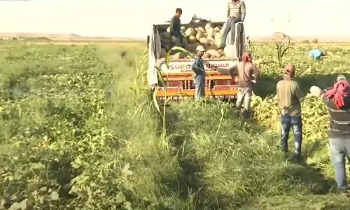 സൗദിയിലേക്ക് പച്ചക്കറി കയറ്റുമതി നികുതി കൂട്ടി; വിദേശ പാത്രങ്ങൾക്കും കാർപറ്റിനും വിലയേറും