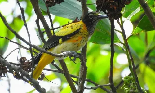 ശാന്തിവനത്തിലെ പക്ഷികളും ജന്തുക്കളും; ജൈവവൈവിധ്യങ്ങളുടെ തെളിവായി ചിന്‍സ് ചന്ദ്രന്റെ ചിത്രങ്ങള്‍