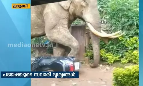 മൂന്നാർ വിജനം; പടയപ്പ വിലസുന്നു