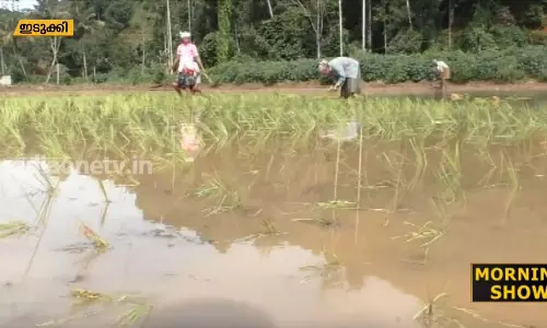 പ്രളയ ശേഷം വിതയ്ക്കാനൊരുങ്ങി ഇടുക്കിയിലെ കണ്ടത്തിപ്പാലം 