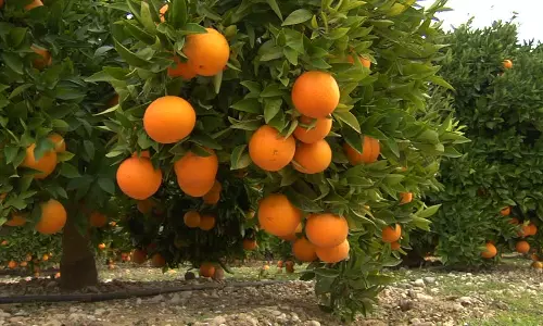 വേണമെങ്കില്‍ ഓറഞ്ച് പന്തളത്തും കായ്ക്കും