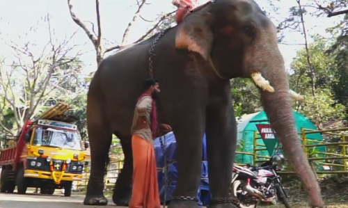 കോന്നിയിലേക്ക് പുതിയ കൊമ്പനെത്തി; നീലകണ്ഠന്‍റെ വരവ് കോടനാട് നിന്നും