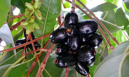 ‘’കാടു പൂത്തല്ലോ കാലടി സര്‍വ്വകലാശാല ക്യാമ്പസിലെ ഞാവല്‍ കാ പഴുത്തല്ലോ ‘’