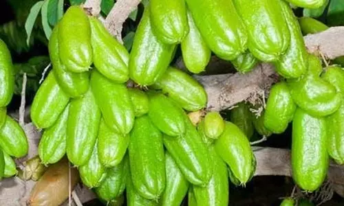 കേമനാണ്..പുളികളില്‍ ബഹുകേമന്‍..