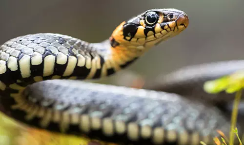 പാമ്പ് കടിയേറ്റാല്‍ പച്ചില മരുന്നുകളുടെ പിറകെ പോകല്ലേ...പണി കിട്ടും