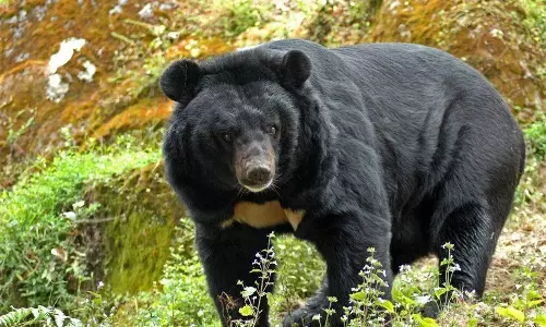 കൊച്ചുസായിപ്പിന് ശേഷം കൊല്ലത്തെ മുള്‍മുനയില്‍ നിര്‍ത്തിയ മറ്റൊരാള്‍