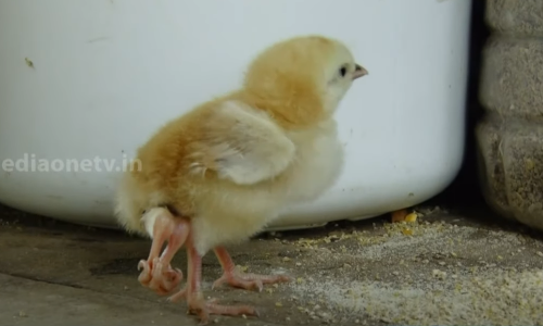 രണ്ടല്ല, നാല് കാലാണ് ഈ കോഴിക്കുഞ്ഞിന്...