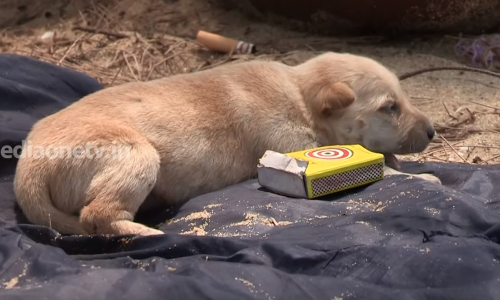 ആരുമില്ലാത്തവര്‍ക്ക് കൂട്ടിന് ആരെങ്കിലുമുണ്ടാകും എന്ന് പറയുന്നത് വെറുതെയല്ല....