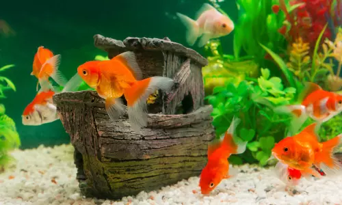 അലങ്കാര മത്സ്യങ്ങളുടെ വിസ്മയക്കാഴ്ചകളുമായി അണ്ടര്‍ വാട്ടര്‍ സൂ