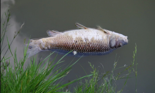 അന്‍പത്തൂരിലെ താമരക്കുളത്തില്‍ മീനുകള്‍ ചത്തുപൊങ്ങിയത് ജലം മലിനമായതിനാലെന്ന് പരിസ്ഥിതി ഗവേഷകന്‍