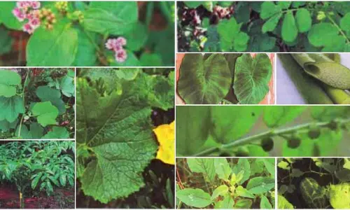 ‌‌‌‌‌കര്‍ക്കിടകത്തില്‍ കഴിക്കാം പത്തിലകള്‍