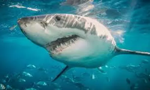 ബോട്ടില്‍ നിന്ന് മകനെ സ്രാവ് പിടിച്ചു; അച്ഛന്‍ കടലിലേക്ക് ചാടി രക്ഷിച്ചു