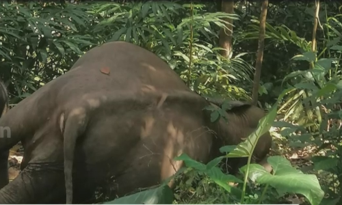 വിതുരയില്‍ കാട്ടാനയെ ചരിഞ്ഞ നിലയില്‍ കണ്ടെത്തി