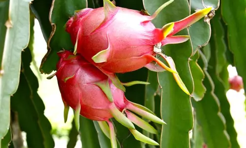 ഡ്രാഗണ്‍ ഫ്രൂട്ടുകളാണ് സാറെ ഉമ്മര്‍കുട്ടിയുടെ തോട്ടത്തിന്‍റെ മെയിന്‍