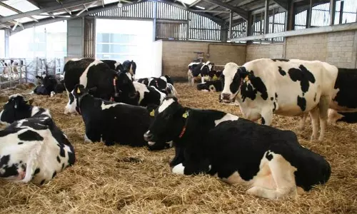 പശു ഫാമിലൂടെ ലാഭം കൊയ്ത് അധ്യാപകനായ ബിജു