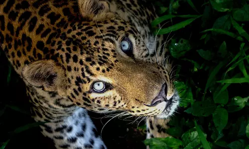 കിളിമാനൂരിൽ പുലിയെ കണ്ടെന്ന് നാട്ടുകാര്‍; സ്ഥലത്ത് ജാഗ്രതാനിര്‍ദേശം