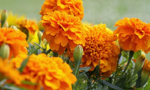 വരാപ്പുഴക്കാര്‍ക്ക് ഇത്തവണ തമിഴ്നാട്ടില്‍ നിന്നുള്ള പൂ വേണ്ട; പൂക്കളമൊരുക്കാന്‍ സ്വന്തമായി പൂപ്പാടം തന്നെയുണ്ട് ഇവര്‍ക്ക്