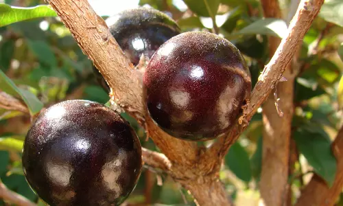 മൂന്നേക്കറിലുണ്ടായിരുന്ന റബ്ബര്‍ തോട്ടം വെട്ടിമാറ്റി അപൂര്‍വ്വയിനം പഴങ്ങള്‍ കൃഷി ചെയ്ത് ഫിലിപ്പ്