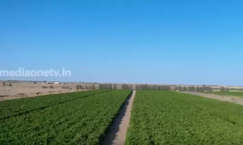 മരുഭൂമിയിലെ മുന്തിരിത്തോട്ടം 