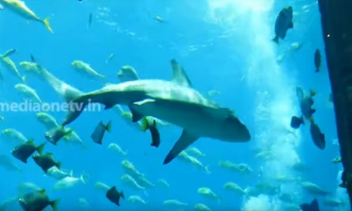 ദുബായിലെ സ്രാവുകൾക്കായുള്ള വാരാചരണം 