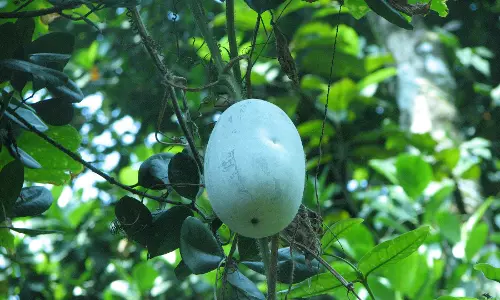 കുമ്പളങ്ങിയെ വിട്..ഇനി കുറച്ച് കുമ്പളങ്ങാ വിശേഷങ്ങള്‍ കേള്‍ക്കാം