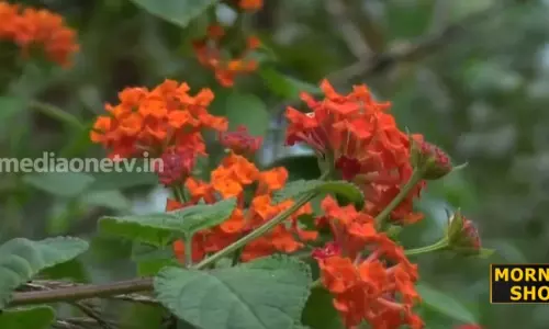 സഞ്ചാരികളെ ആകര്‍ഷിച്ച് അഞ്ചുനാട്; മനോഹരമായ ദൃശ്യവിരുന്നൊരുക്കി കൊങ്ങിണി പൂക്കള്‍  