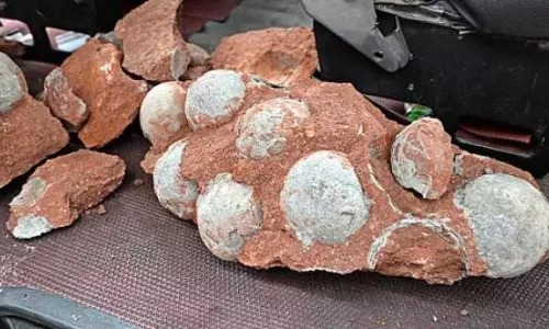 ചൈനയില്‍ ദിനോസര്‍ മുട്ടകള്‍ കണ്ടെത്തി