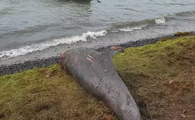 എണ്ണ ചോര്‍ച്ച; മൌറീഷ്യസ് തീരത്ത് ഡോള്‍ഫിനുകള്‍ ചത്തടിയുന്നു