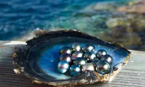 ചൈനയില്‍ പോയി മുത്ത് കൃഷി പഠിച്ച് കേരളത്തിന് പഠിപ്പിച്ചുകൊടുത്ത മാത്തച്ചന്‍ ചേട്ടന്‍