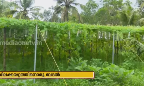 വെബ്സൈറ്റ് വഴിയും ശുദ്ധമായ ജൈവ പച്ചക്കറി വെബ്സൈറ്റ് വഴിയും ശുദ്ധമായ ജൈവ പച്ചക്കറി