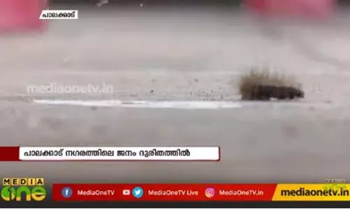 പാലക്കാട് കമ്പിളിപ്പുഴു ശല്യം രൂക്ഷമാകുന്നു പാലക്കാട് കമ്പിളിപ്പുഴു ശല്യം രൂക്ഷമാകുന്നു
