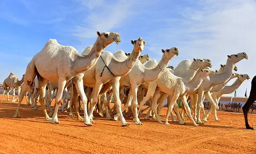 പരിസ്ഥിതി സംരക്ഷണം ശക്തമാക്കി സൗദി അറേബ്യ; പാരിസ്ഥിതിക ആഘാതം കുറക്കുക ലക്ഷ്യം