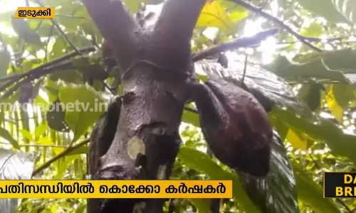 ഇടവിട്ടുള്ള മഴ; കൊക്കോ കര്‍ഷകര്‍ പ്രതിസന്ധിയില്‍