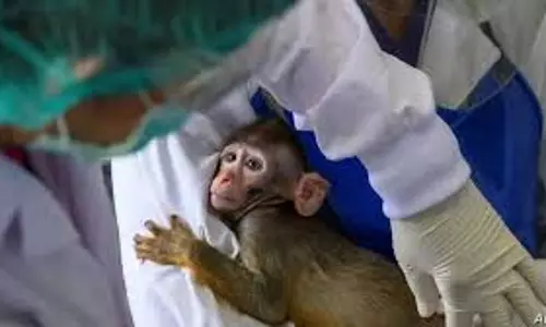 മൂക്കിൽ വെച്ചുതന്നെ വൈറസ് പകരുന്നത് തടഞ്ഞു: മഡോണ മരുന്ന് കമ്പനിയുടെ കോവിഡ് വാക്സിന്‍ കുരങ്ങന്മാരില്‍ ഫലം കണ്ടു