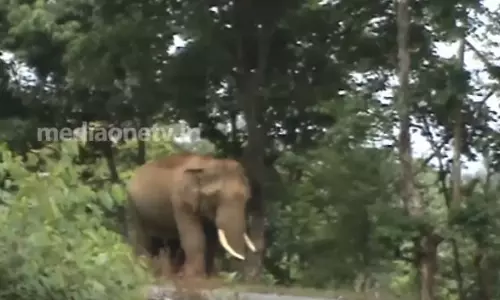 കാട്ടാനകള്‍ സ്ഥിരമായെത്തുന്ന വയനാട്ടിലെ നീര്‍വ്വാരത്ത് പ്രദേശവാസികളും കര്‍ഷകരും ആശങ്കയില്‍ 