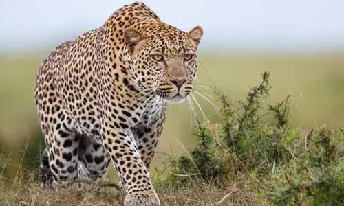 പുലിപ്പേടിയിൽ ചണ്ണക്കാമൺ ഗ്രാമം; പകൽ സമയത്തും വന്യമൃഗങ്ങളുടെ ഭീഷണി,കുട്ടികൾക്ക് സ്‌കൂളിൽ പോകാനാകുന്നില്ല