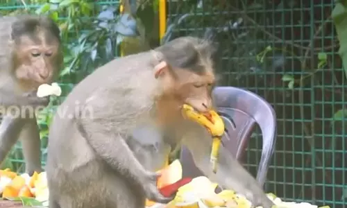 ‘ഒന്ന് സമാധാനായി കഴിച്ചോട്ടെ’; കാസര്‍കോട്ടെ വാനരസദ്യയില്‍ നിന്നും