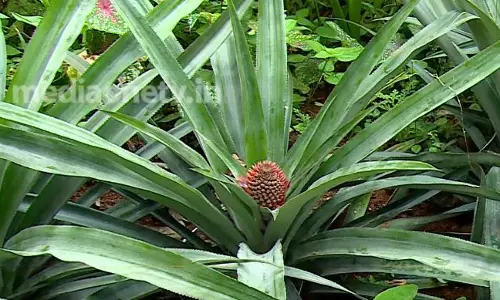 പാലായിലെ വെള്ളാരങ്കല്ലിലെ കർഷകർക്ക് പറയാനുള്ളത് കൈത കൃഷിക്കുള്ള സബ്സിഡി നിർത്തിയതിനെ കുറിച്ച്