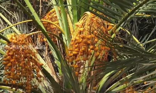 അജ്‌വ; അറബ് ജനതയുടെ കൊതിപ്പിക്കുന്ന ഉൽപ്പന്നം 