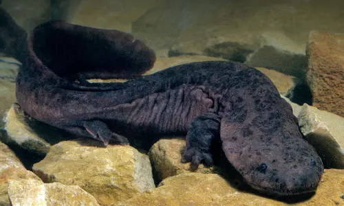 പുതുതായി കണ്ടെത്തിയ ‘ഭീമന്‍ സലാമാണ്ടർ’ ലോകത്തിലെ ഏറ്റവും വലിയ ഉഭയജീവി സ്പീഷീസ്