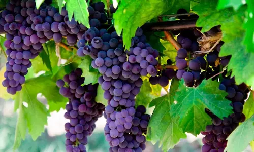 നമുക്ക് കമ്പത്ത് പോയി രാ പാര്‍ക്കാം; അവിടെ മുന്തിരിത്തോട്ടങ്ങള്‍ വിളവെടുപ്പിനൊരുങ്ങിയിരിക്കുകയാണ്