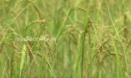 പ്രതിരോധത്തിന്റെ കതിരണിഞ്ഞ് താലോത്ത് വയല്‍