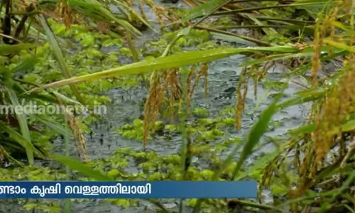 മഴ കനത്തു; കുട്ടനാട്ടിലെ രണ്ടാം കൃഷി വെള്ളത്തിലായി മഴ കനത്തു; കുട്ടനാട്ടിലെ രണ്ടാം കൃഷി വെള്ളത്തിലായി