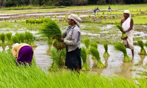 കൃഷി വകുപ്പില്‍ നിന്നും വിത്ത് കിട്ടുന്നില്ല; കോട്ടയത്തെ നെല്‍ കര്‍ഷകര്‍ പ്രതിസന്ധിയില്‍