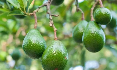 ഏലവും കാപ്പിയും മാത്രമല്ല അവക്കാഡോയും വിളയും വയനാടന് മണ്ണില് ഏലവും കാപ്പിയും മാത്രമല്ല അവക്കാഡോയും വിളയും വയനാടന് മണ്ണില്